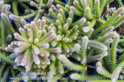 Succulent Store Jan2017-1104