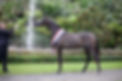 WIL50634.JPG