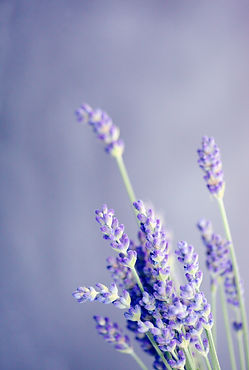 lavender: often made into essential oil