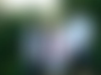 From California Roots to Kona Coffee: How Sloan Farms Built an Organic Legacy in Hawaii