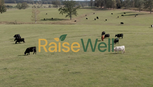 RaiseWell Certified Expands to Chicken, Turkey, Pork and Lamb at Whole Foods Market