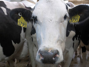 Elevate Your Brand with the Animal Welfare Review Standard for Dairy