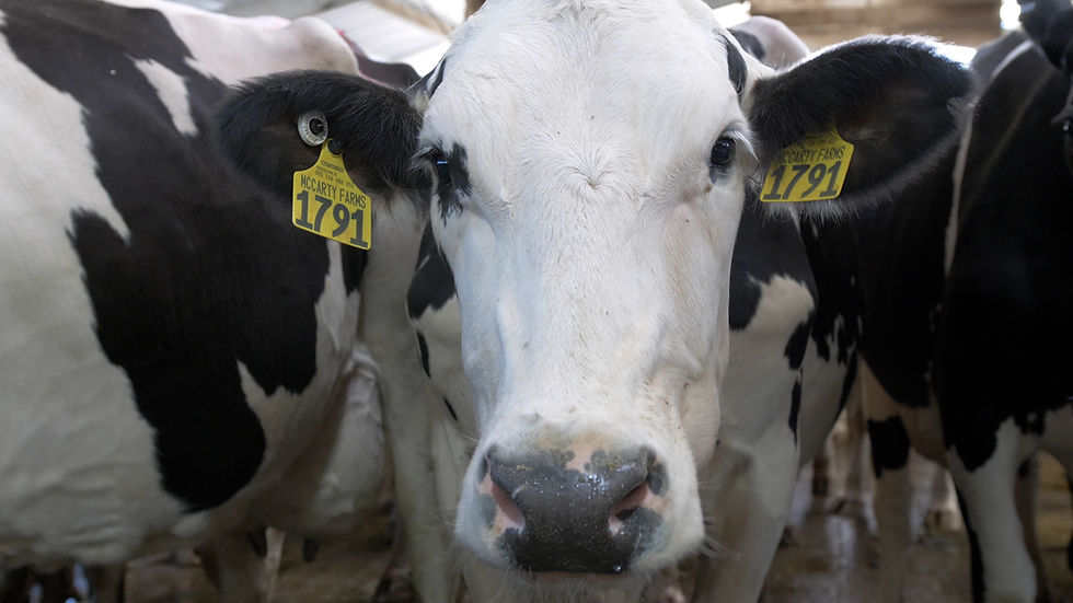 Elevate Your Brand with the Animal Welfare Review Standard for Dairy