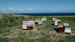 Bee Friendly Farming: How Farmers Can Help Protect Bees and Build a More Sustainable Food System