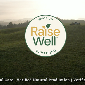 Rolling green hills in Tennessee of cattle