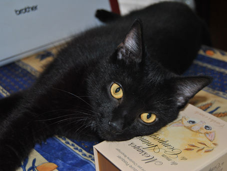 Chroniques des Familiers – Chapitre 1