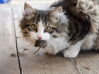 Even-mindedness:            the essence of yoga 