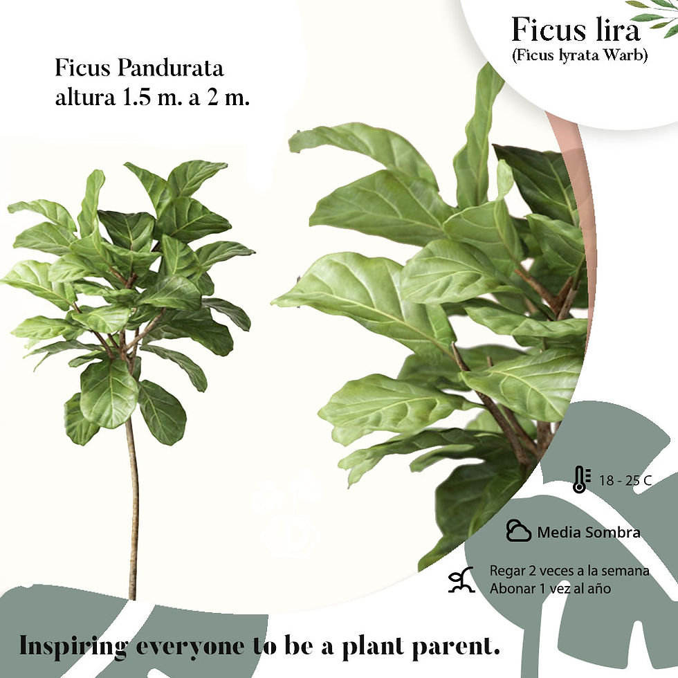 Ficus Lira (pandurata)