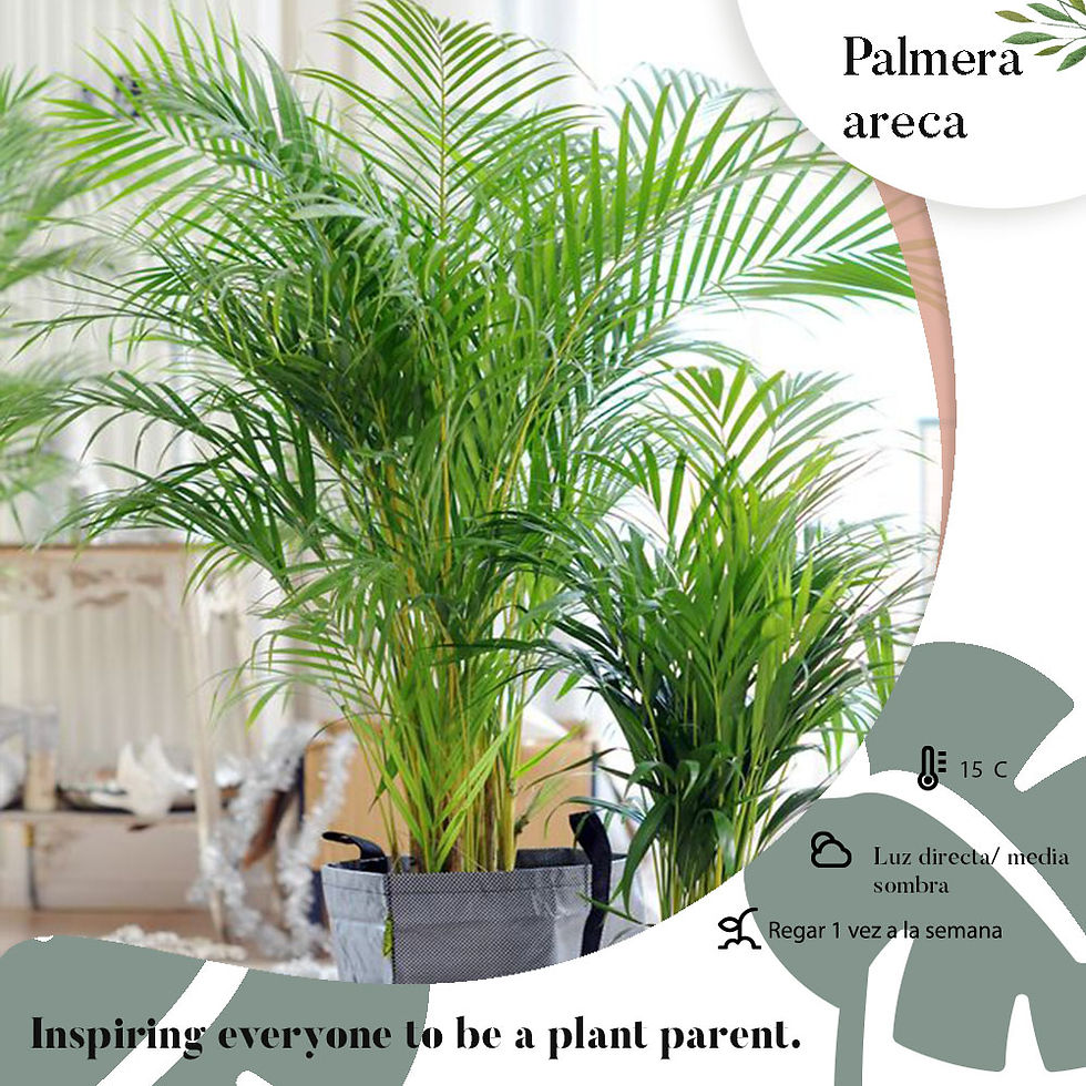 Palmera areca