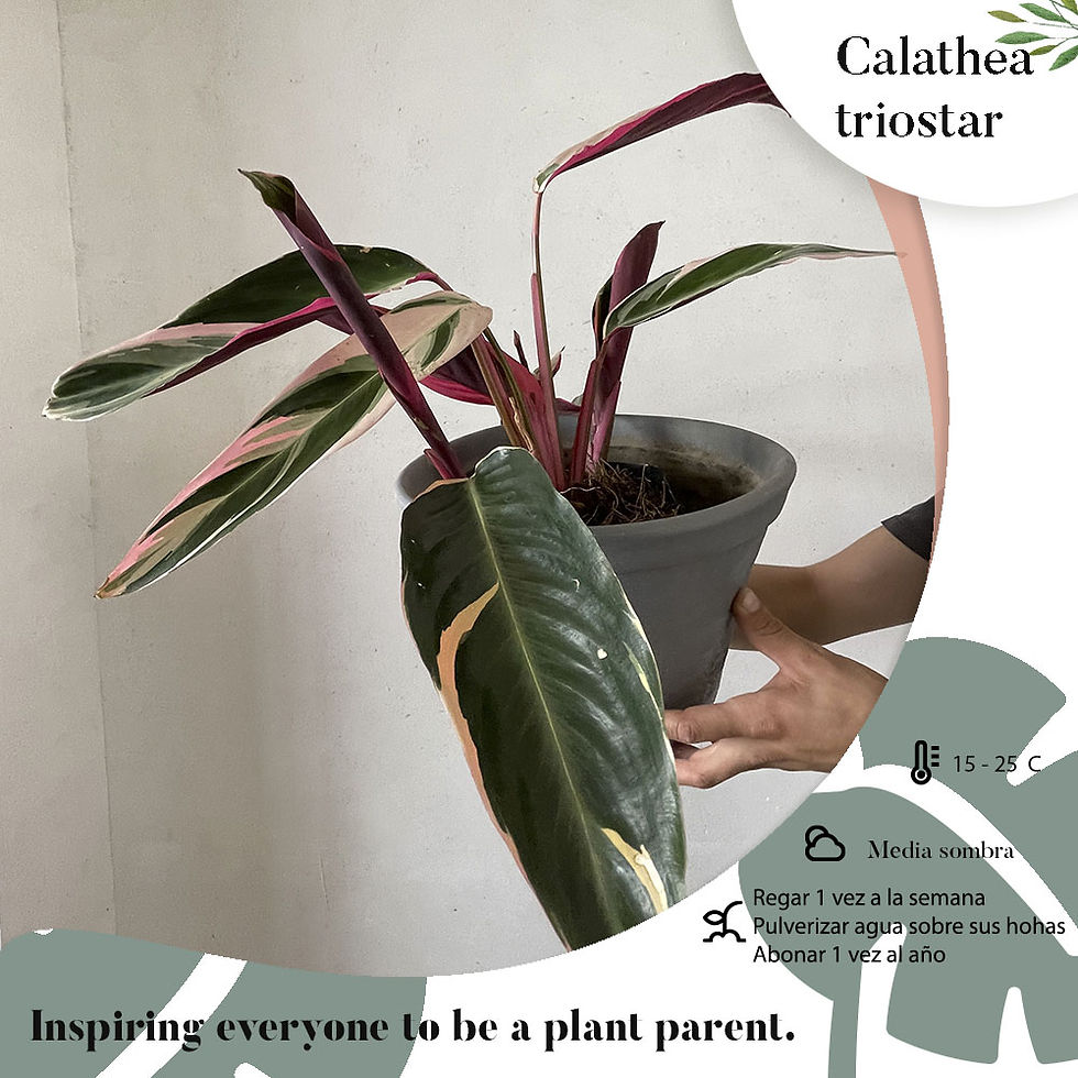 Calathea triostar