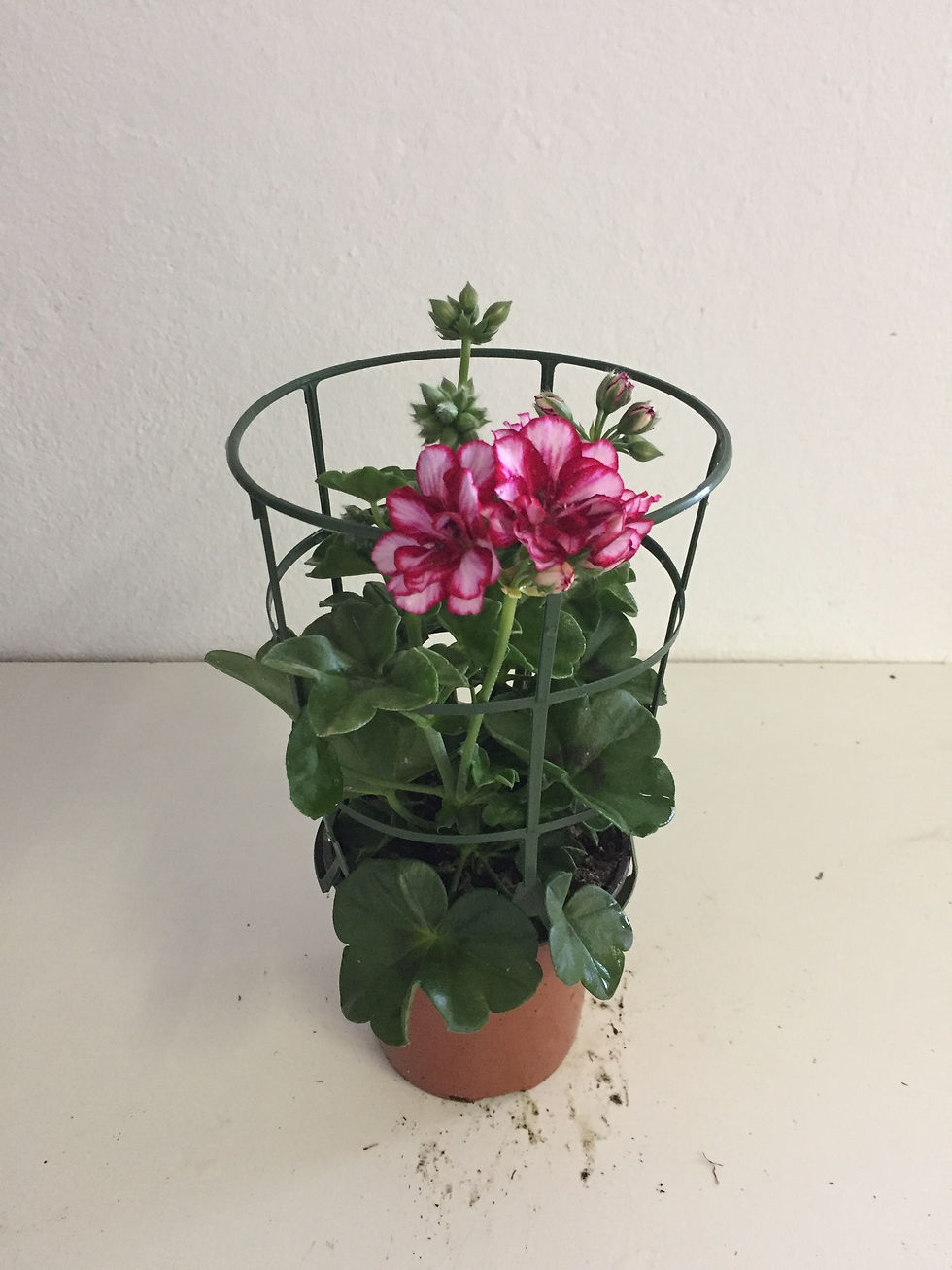 Miniatura: Murciana