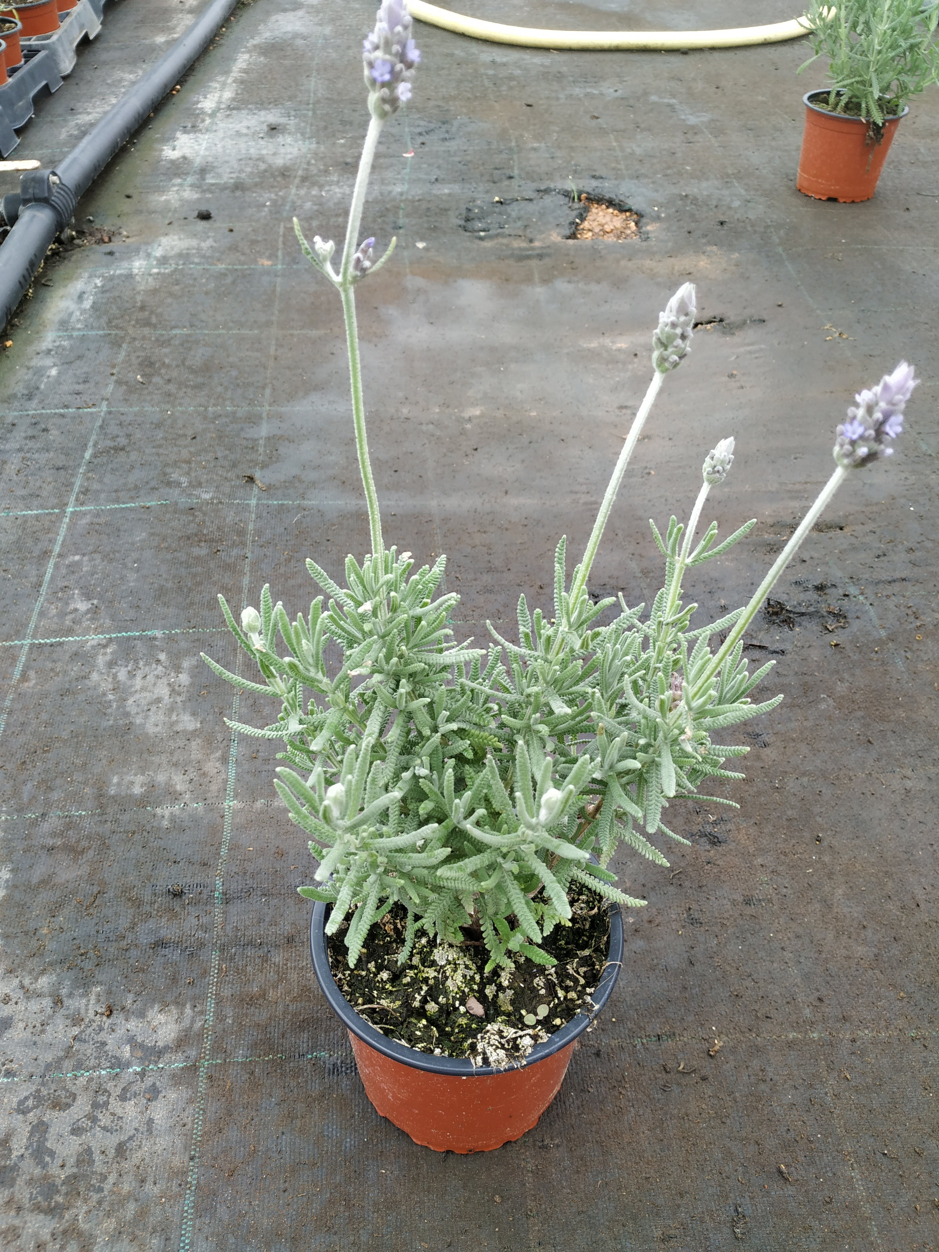 Lavanda dentada