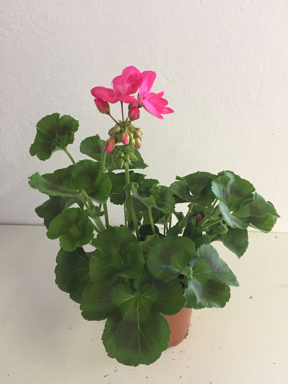 Miniatura: Geranio Zonal