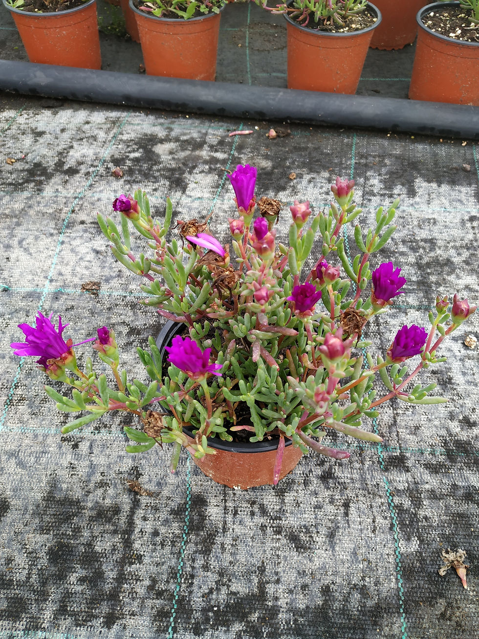 Miniatura: Messem sepreflorens morado