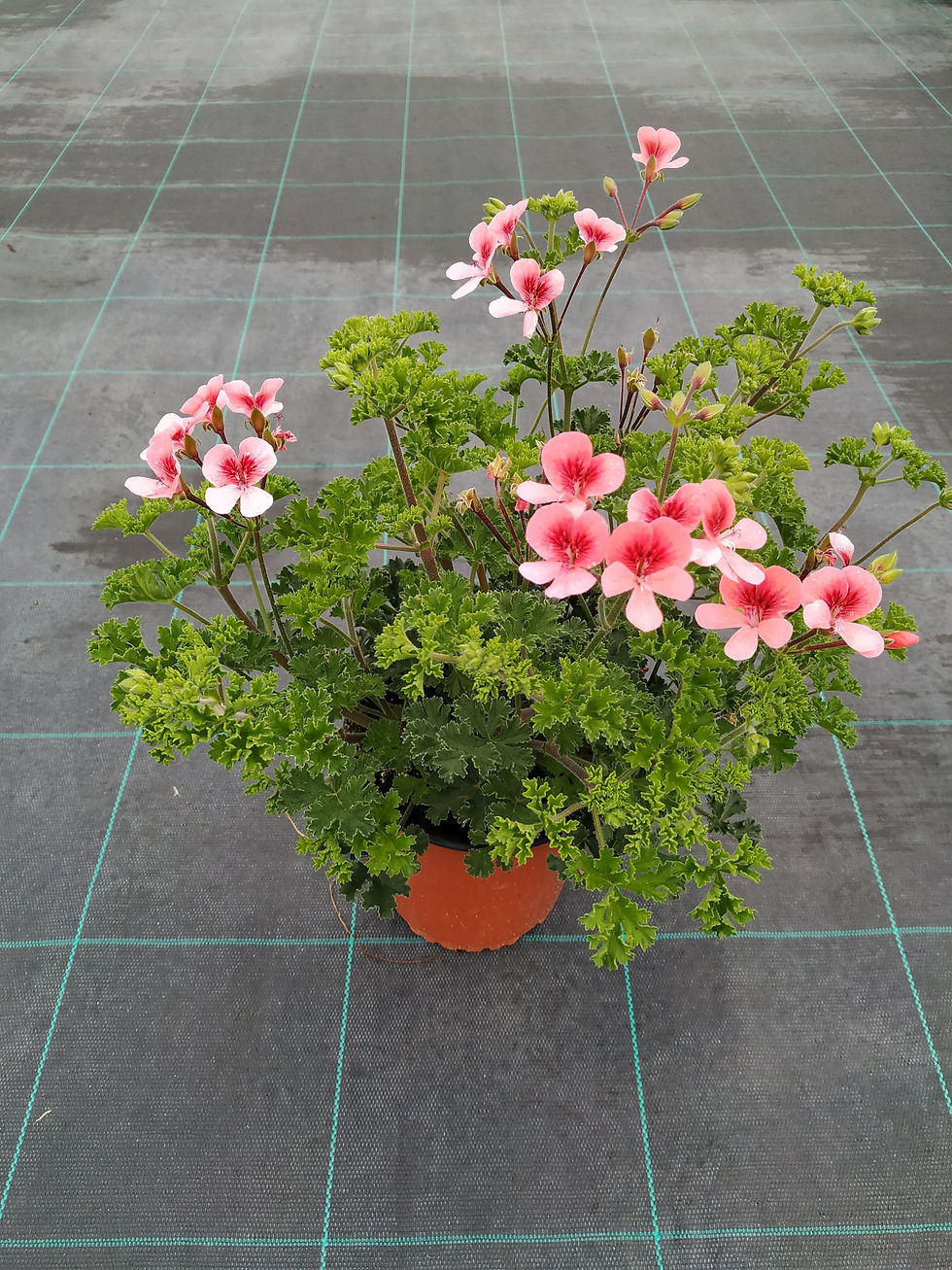 Miniatura: Geranio crispum