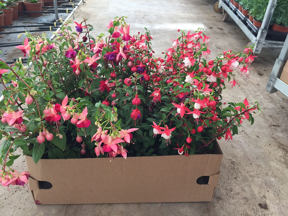 Fucsia