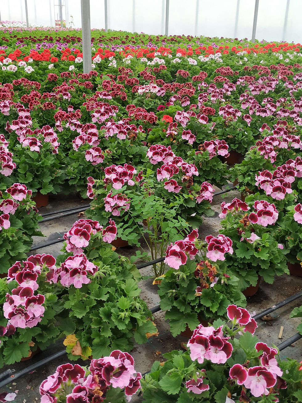 Miniatura: Pelargonium Grandiflorum