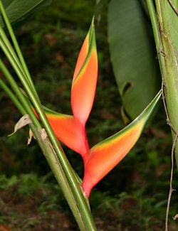 Heliconia bihai Lobster Claw Two