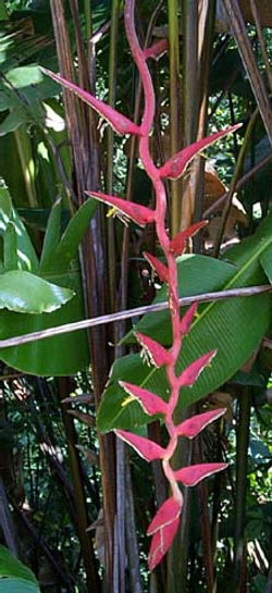 Heliconia longa