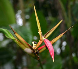 Heliconia metallica (all green)