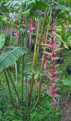 Heliconia chartacea Sexy Scarlet