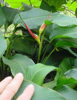 Heliconia latispatha Distans