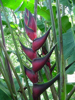 Heliconia orthotricha Total Eclipse