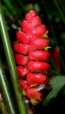 Heliconia imbricata