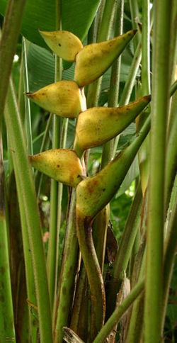 Heliconia champneiana Maya Gold