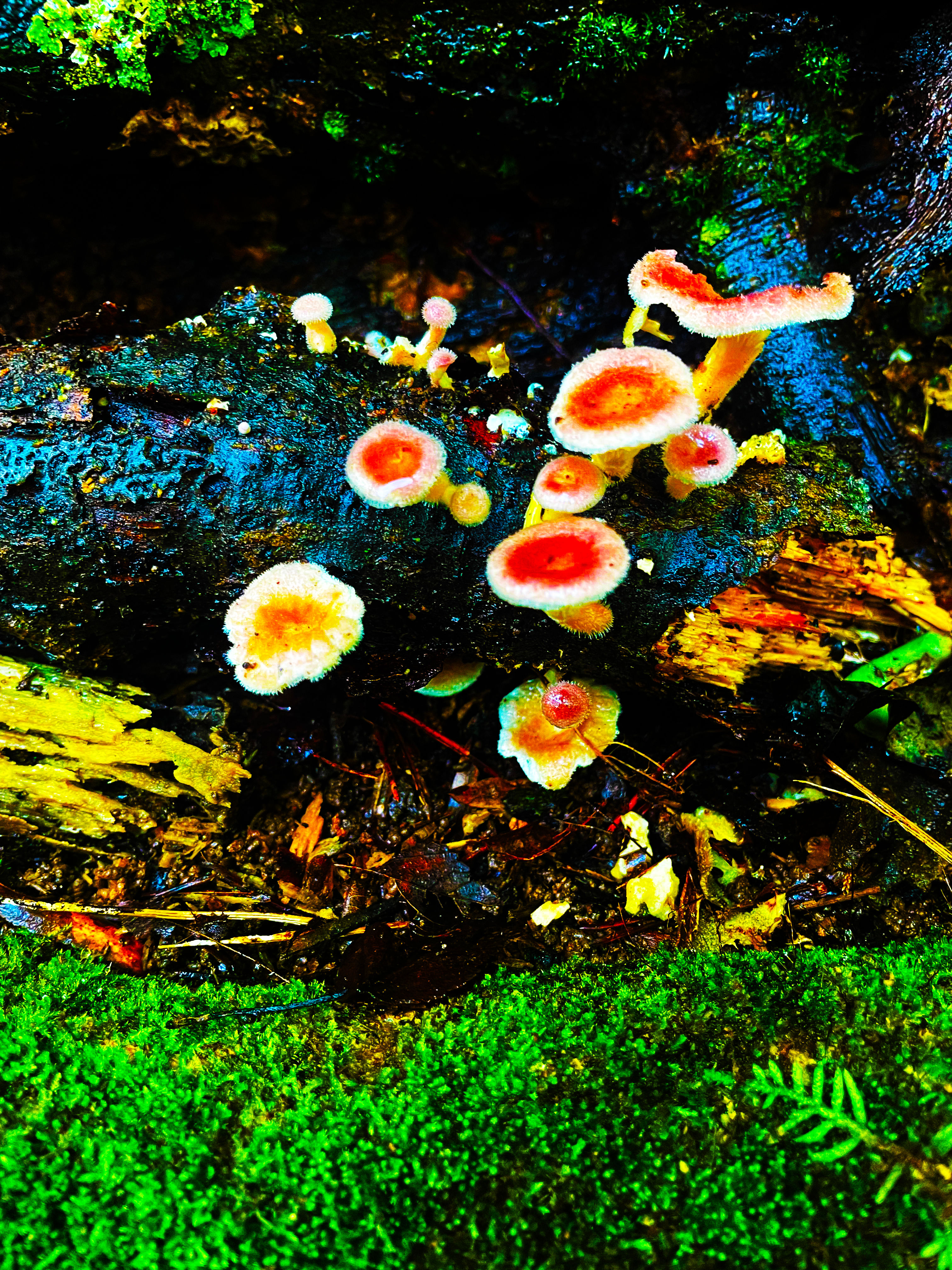 Ring Around the Rosy