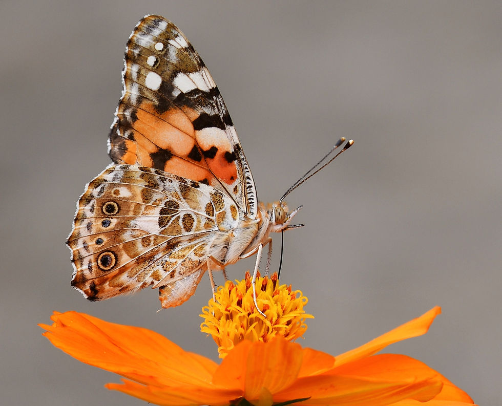 A butterfly settled on flower._edited.jpg