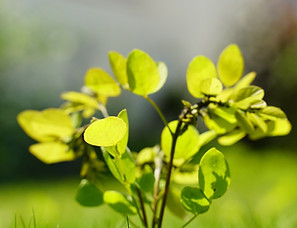 little tree in the grass_edited.jpg