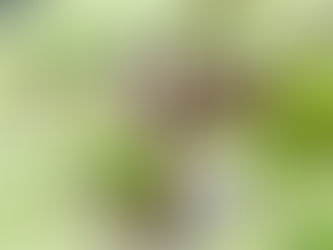 毎晩ポッソムに挑むパッチ君です。