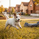 パッチ君は脱走犬