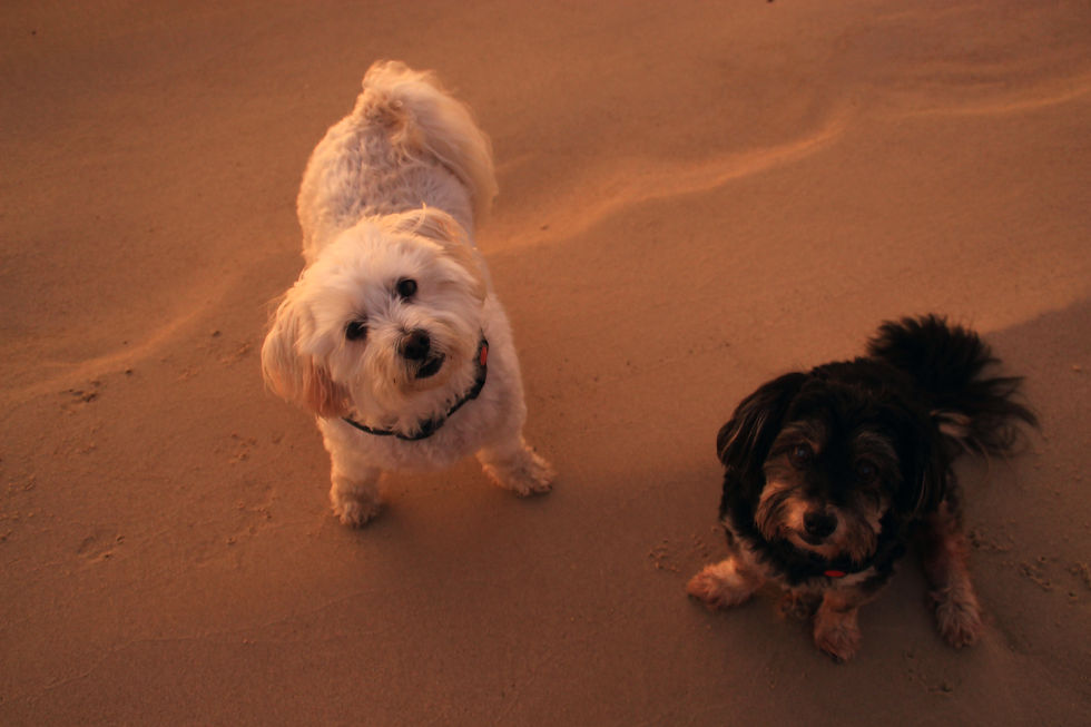 オスカー君とハッチ君