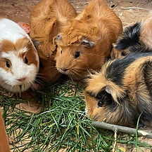guineas.jpg