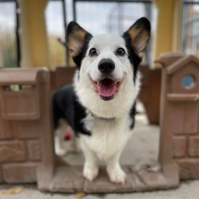 Dog at Daycare