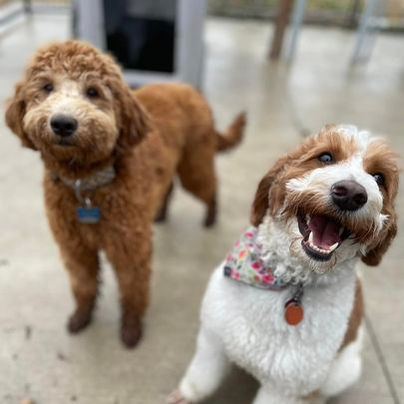 Dogs playing at daycare