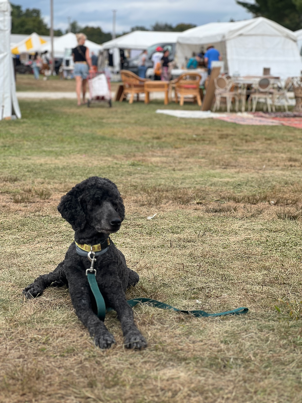 A black standard poodle in front of some tents with antiques