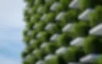 greenery on terraces