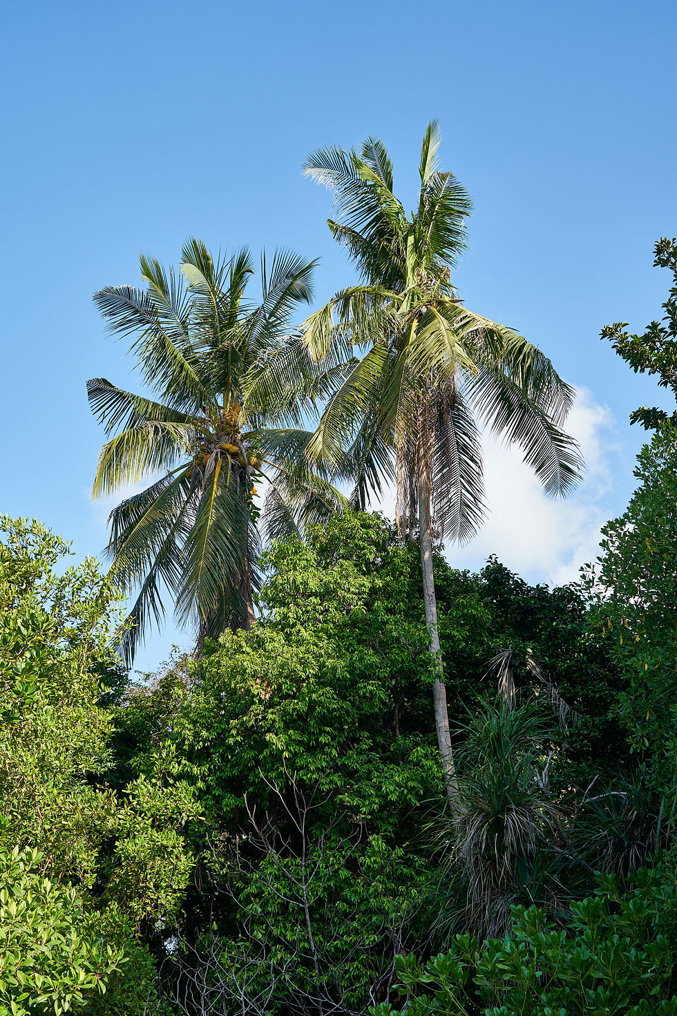 Coconut palm trees along the beach at Nikoi Private Island