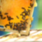 Up-Close Apiary Bee Tour