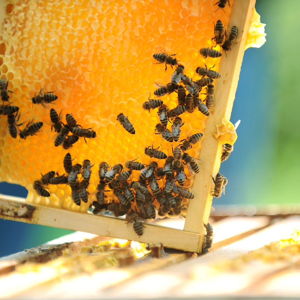 Up-Close Apiary Bee Tour