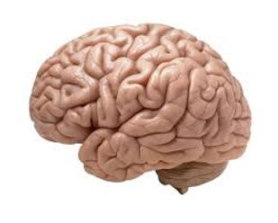 cerebro.jpg
