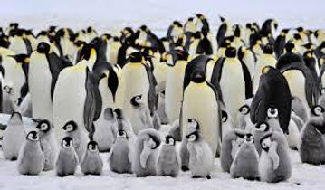 pingüinos.jpg