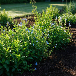 Garden Transformation