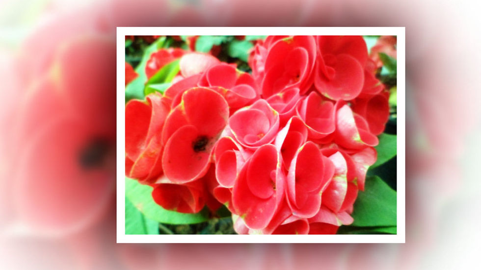 ProShow Slideshow - Frame 70