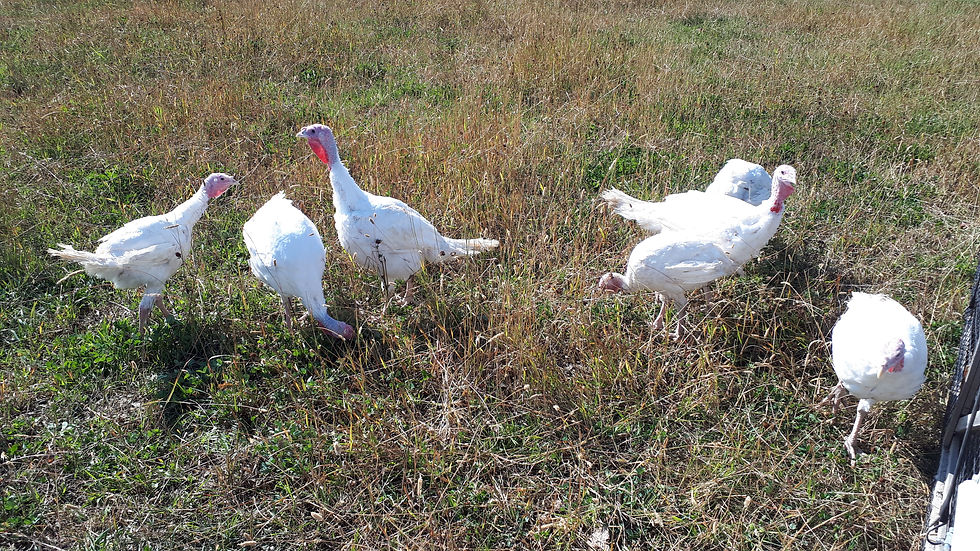 Thumbnail: Turkey