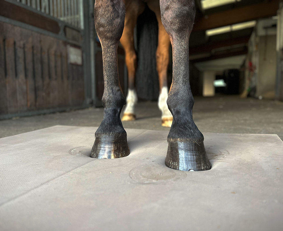 Miniaturbild: Equiceur®-Mat - Balance Pad für Pferde