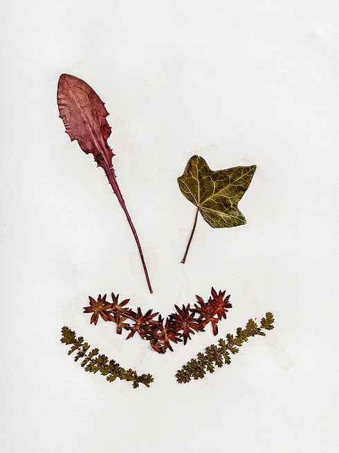 flora gotland-8.jpg
